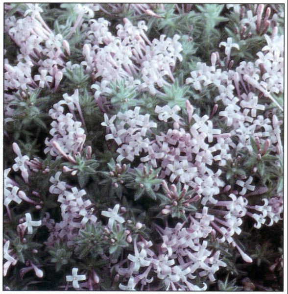 Asperula suberosa